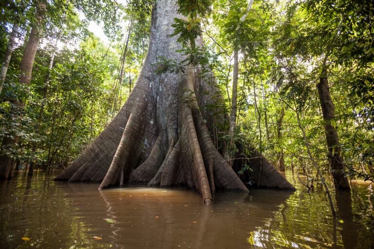 Old growth buttress trees in the Amazon