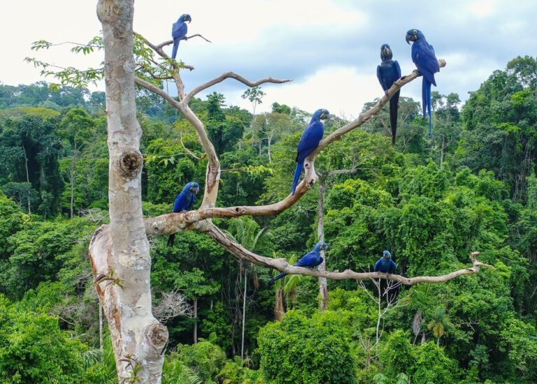 Scarlet macaws in the Brazilian Amazon