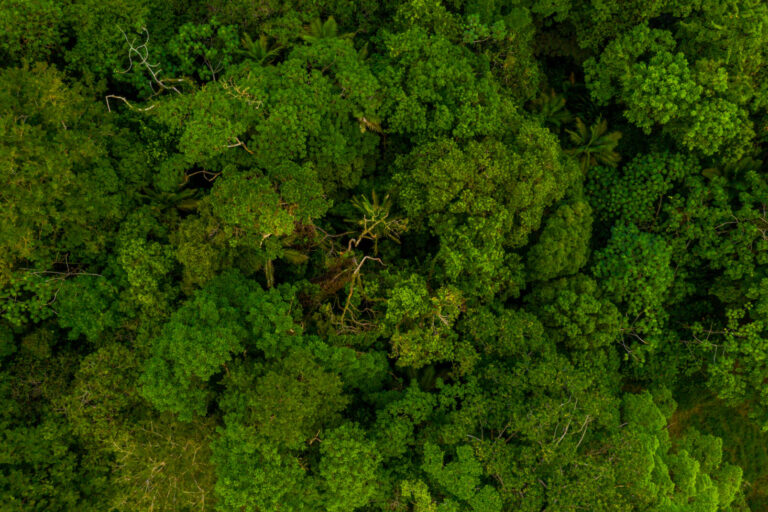 River and standing forest in the Amazon