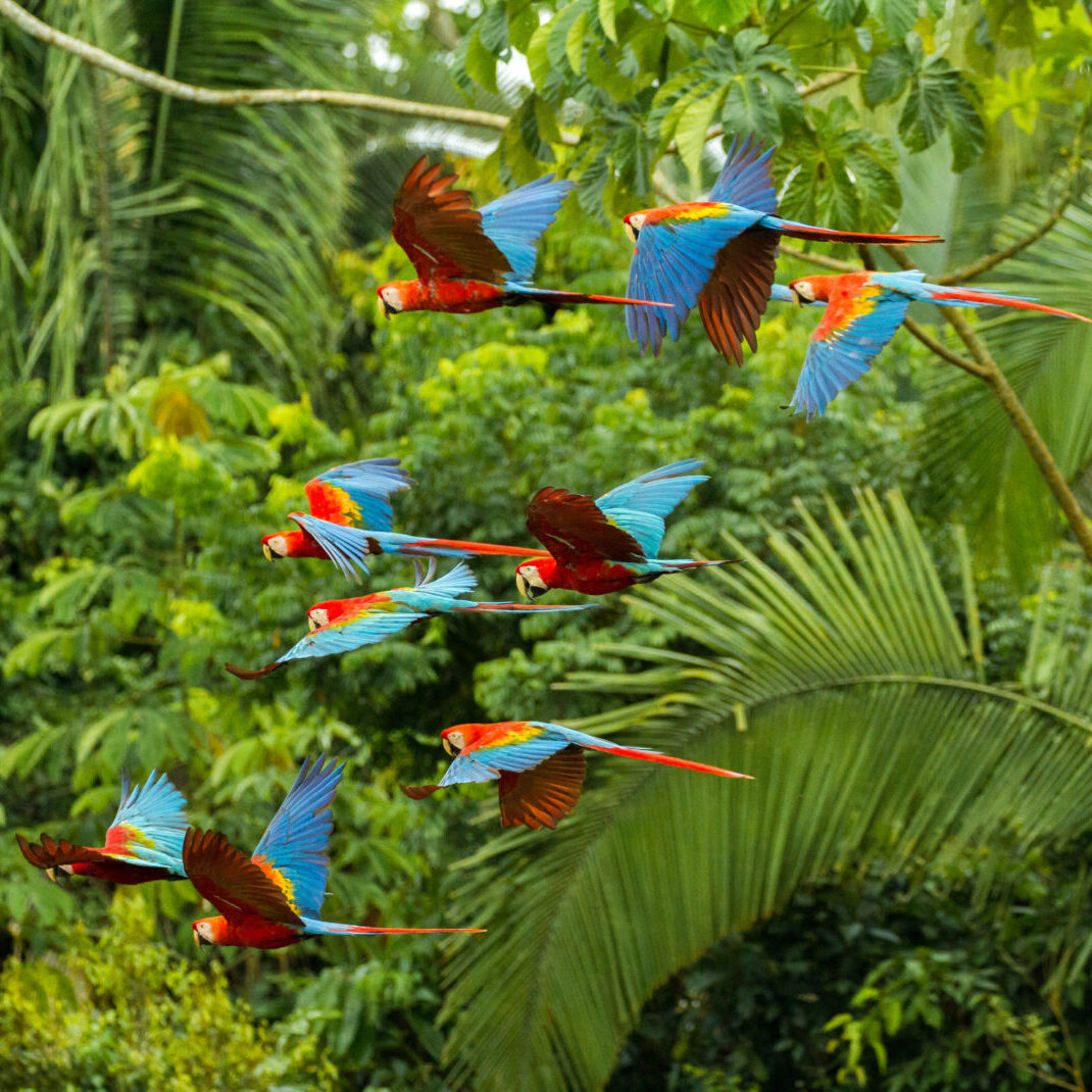 Flock of scarlet and red-and-green macaws flying in amazonas rainforest in Manu National Park/Peru close to chuncho clay lick in Tambopata