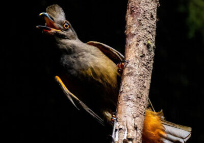 Cock-of-the-rock female bird in the caves of amazon forest close-up