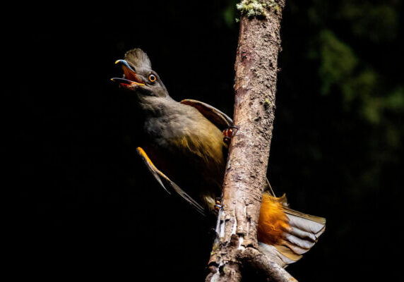 Cock-of-the-rock female bird in the caves of amazon forest close-up